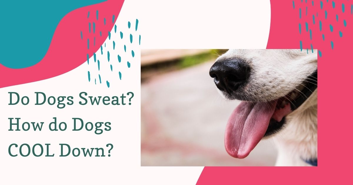 Do dogs sweat