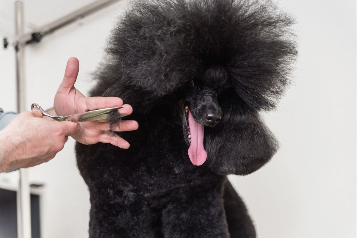 Poodle at grooming salon
