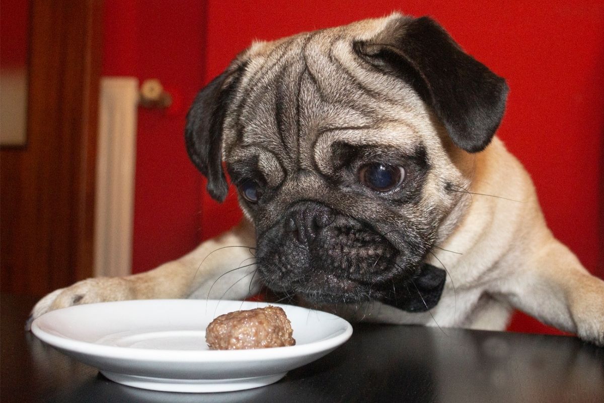 Pug dog eating a meatball
