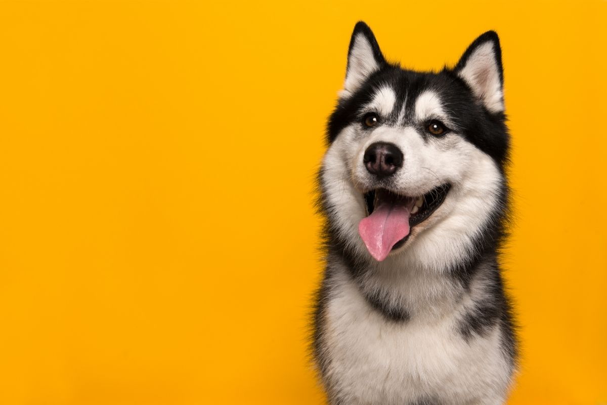 Siberian Husky Dog with Tongue Out
