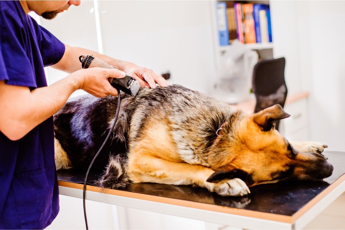 Veterinarian Shaving German Shepherd Dog