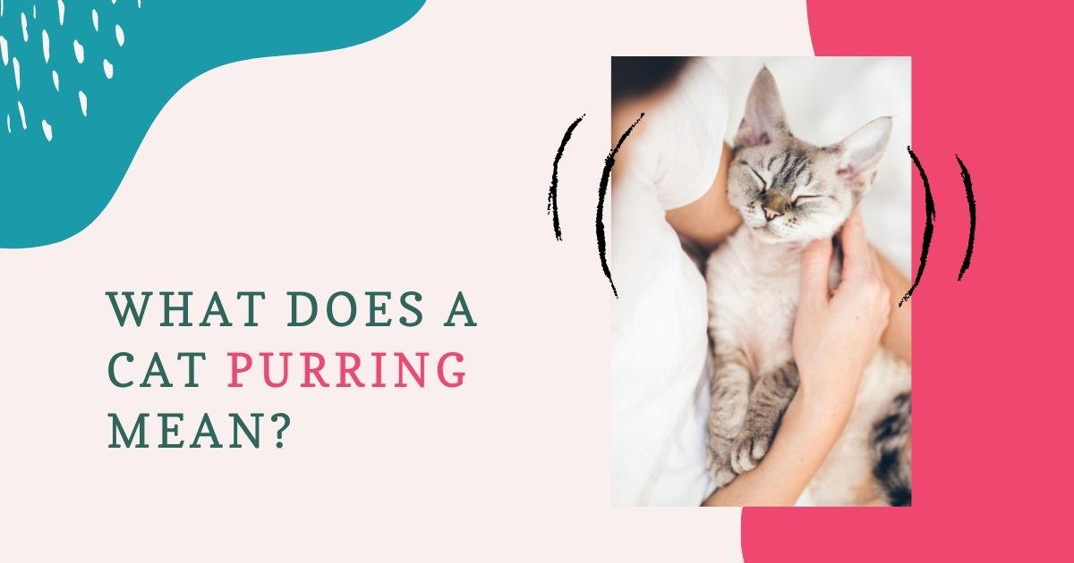 what does a cat purring mean