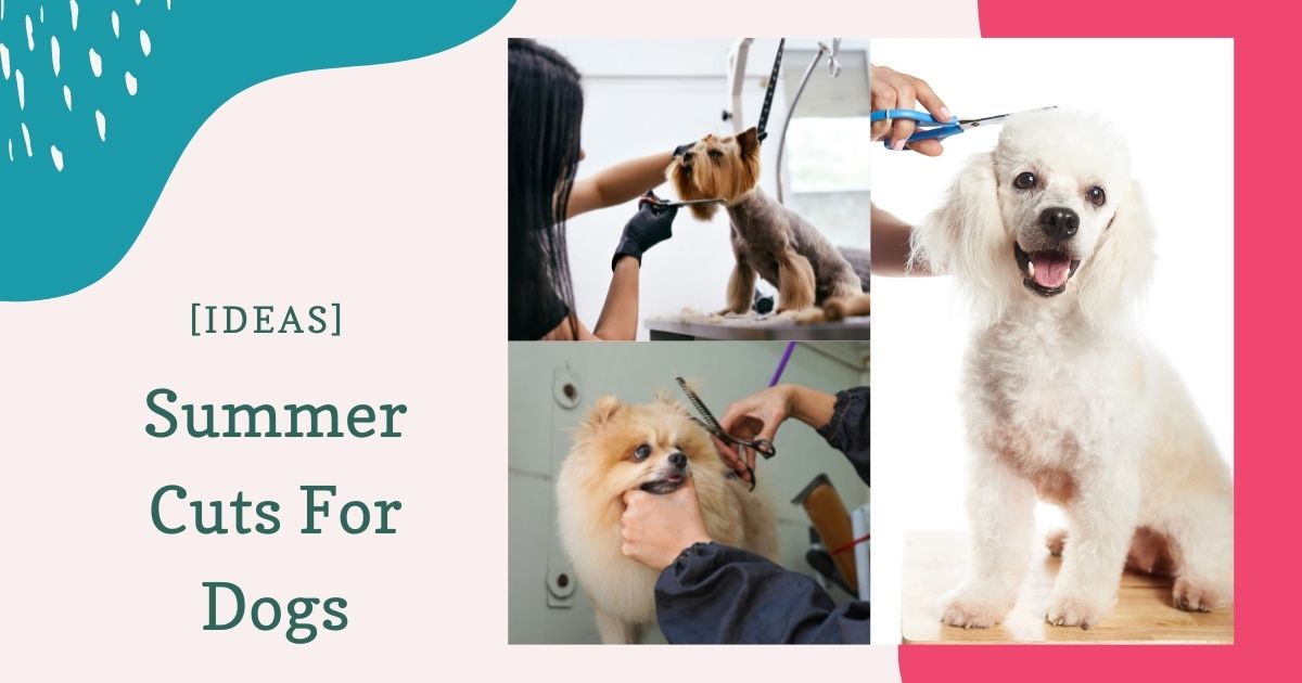 summer cuts for dogs