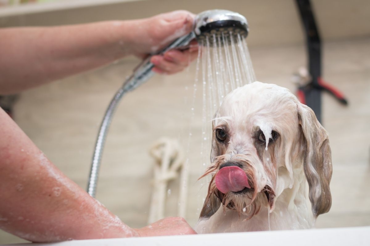 Bathing a dog