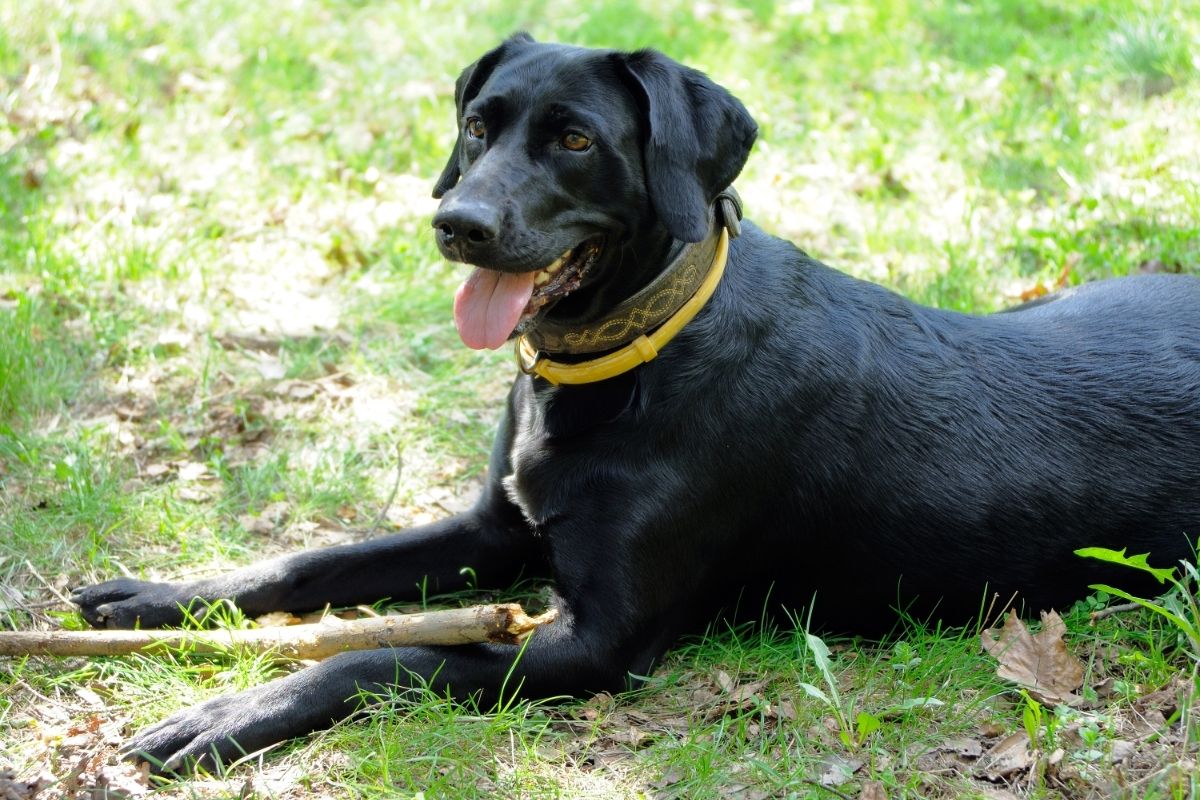 Black dog in yellow anti flea collar