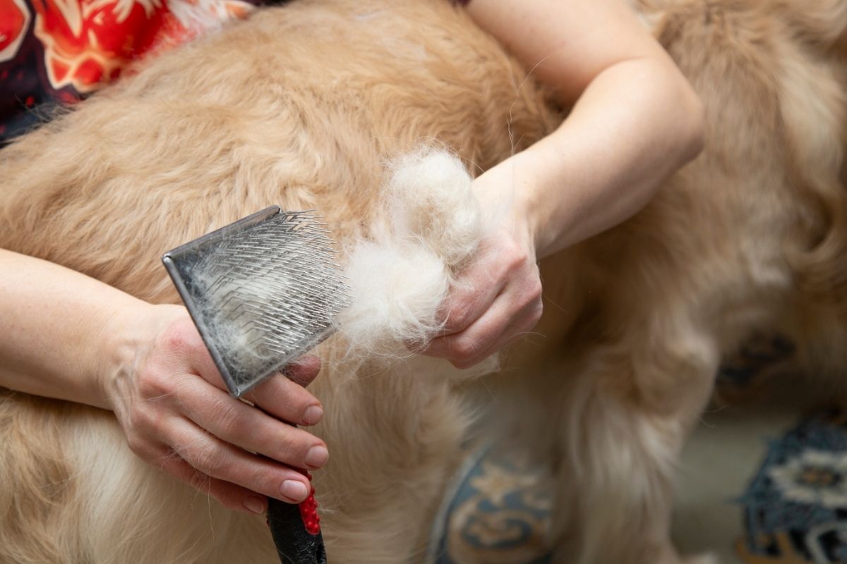 Combing dog hair