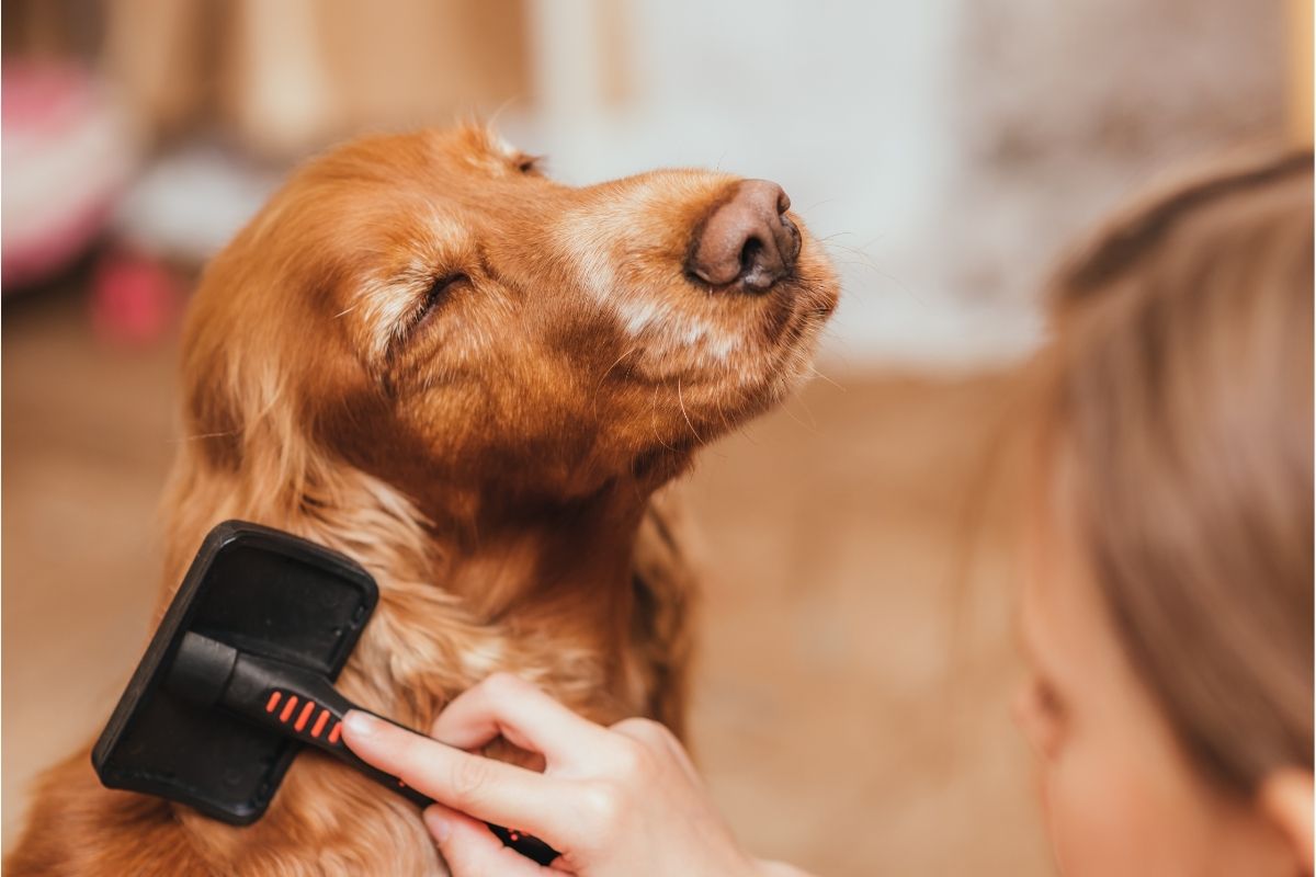 Dog Getting Its Hair Brushed