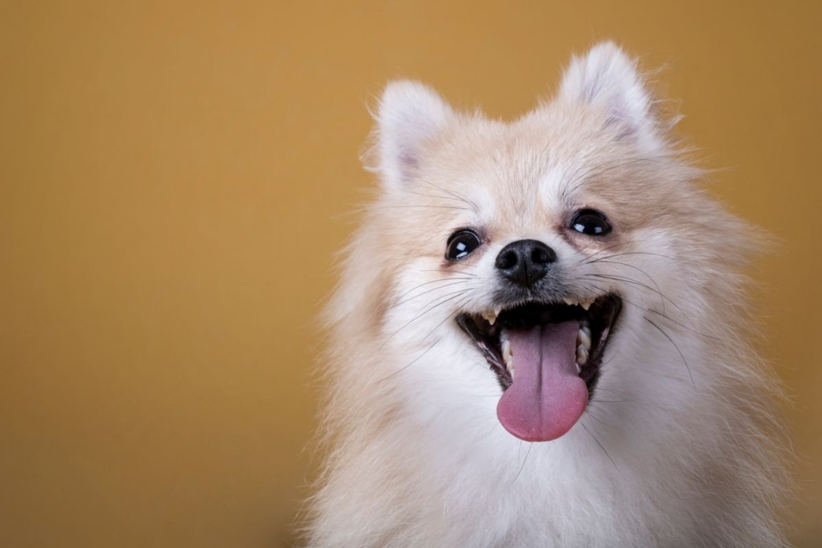 Dog with Open Mouth