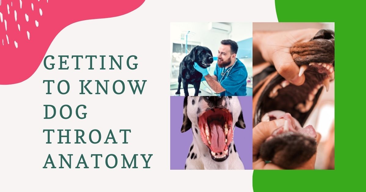 dog throat anatomy