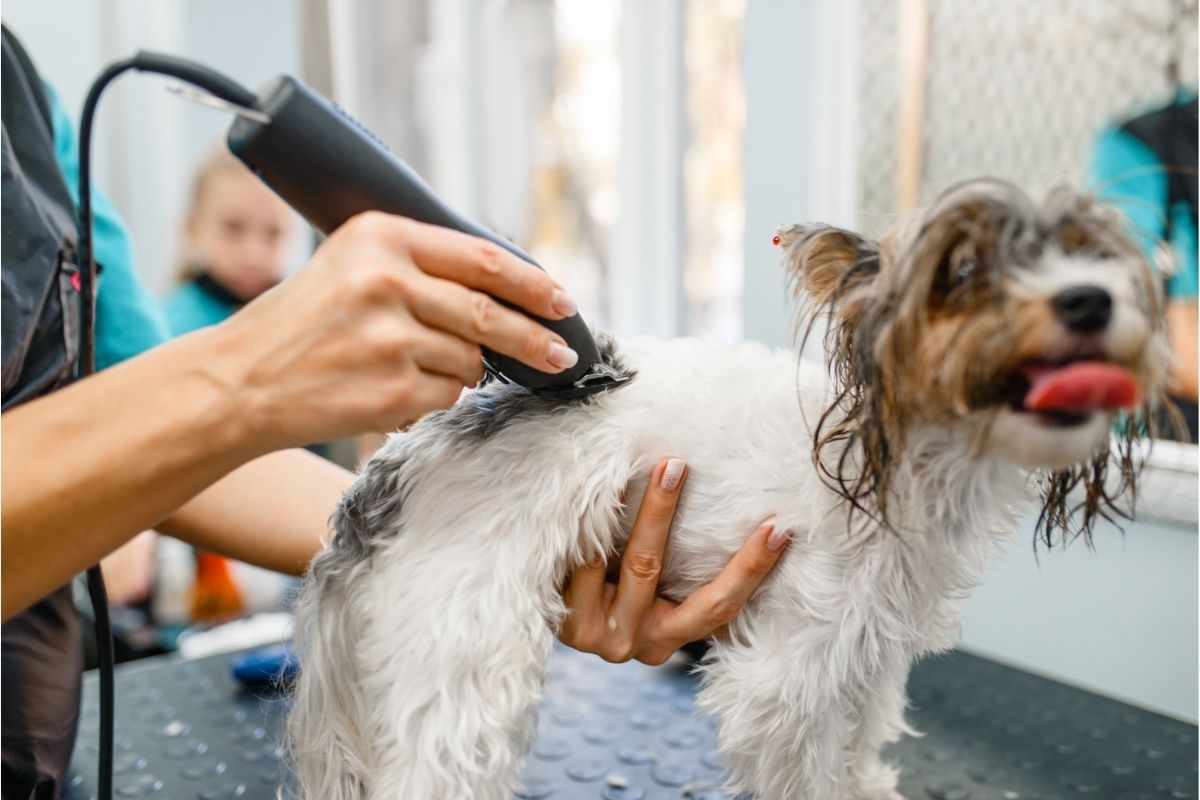 Groomer with Hair Clipper