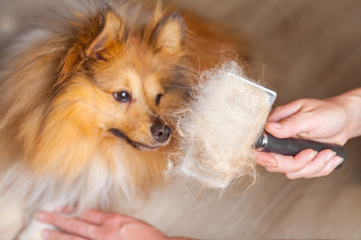 Grooming with a dog brush
