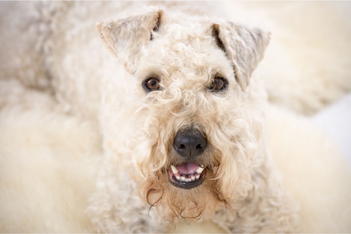 Happy soft coated wheaten terrier