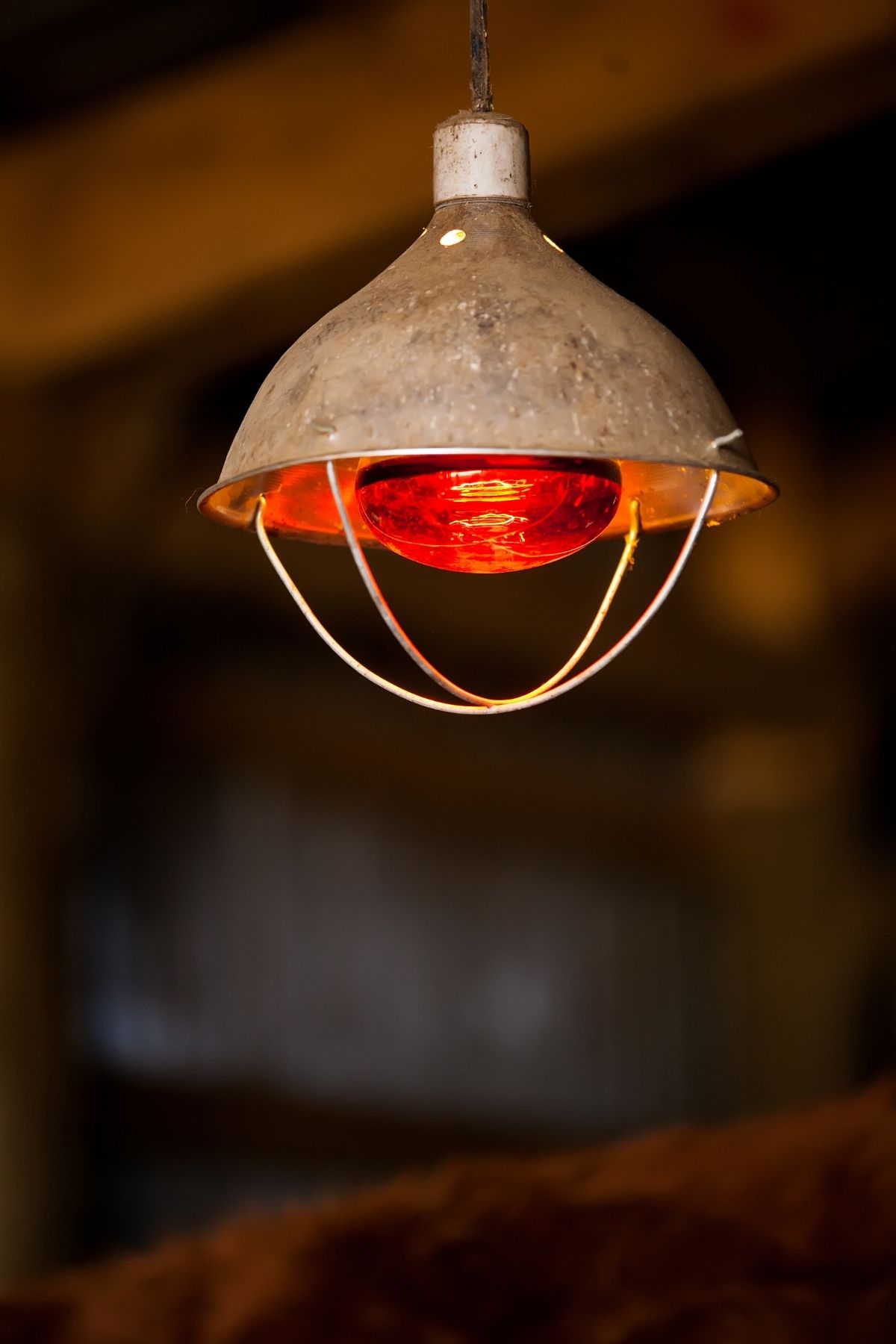 Red Heat Lamp in Calving Barn