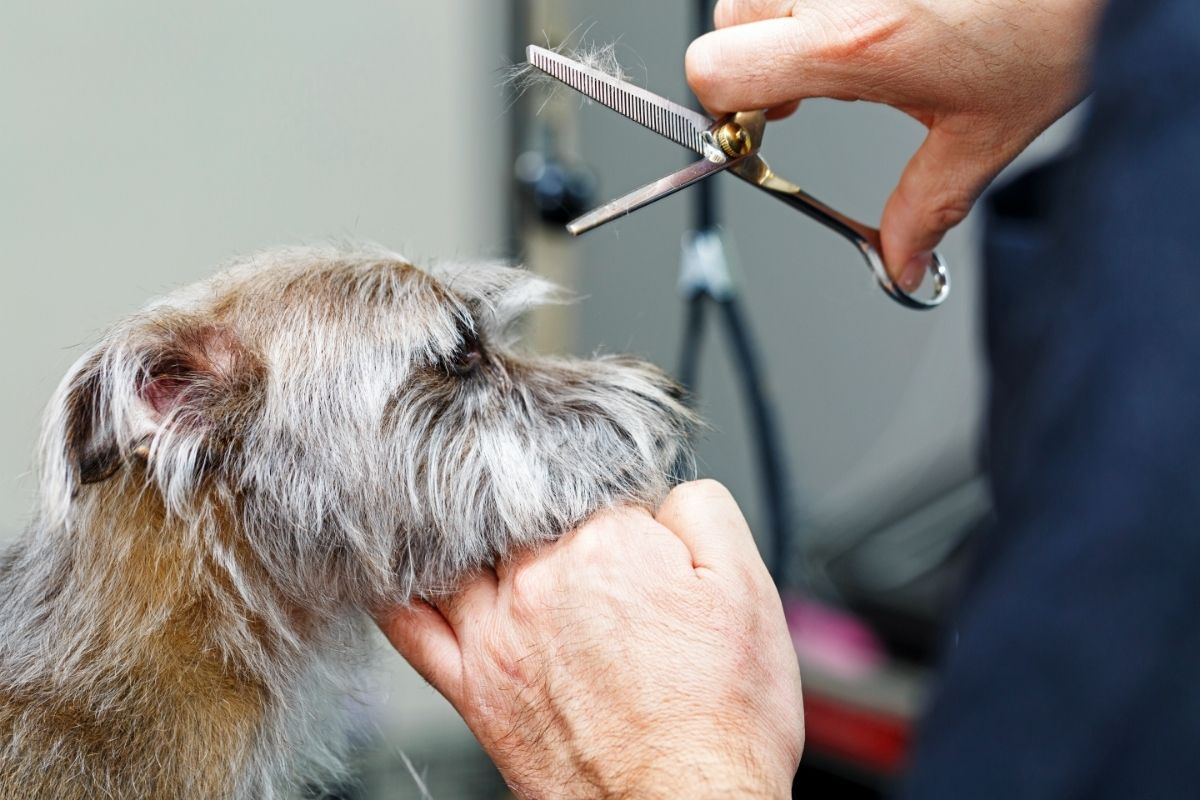 Terrier Dog with Thinning Shears