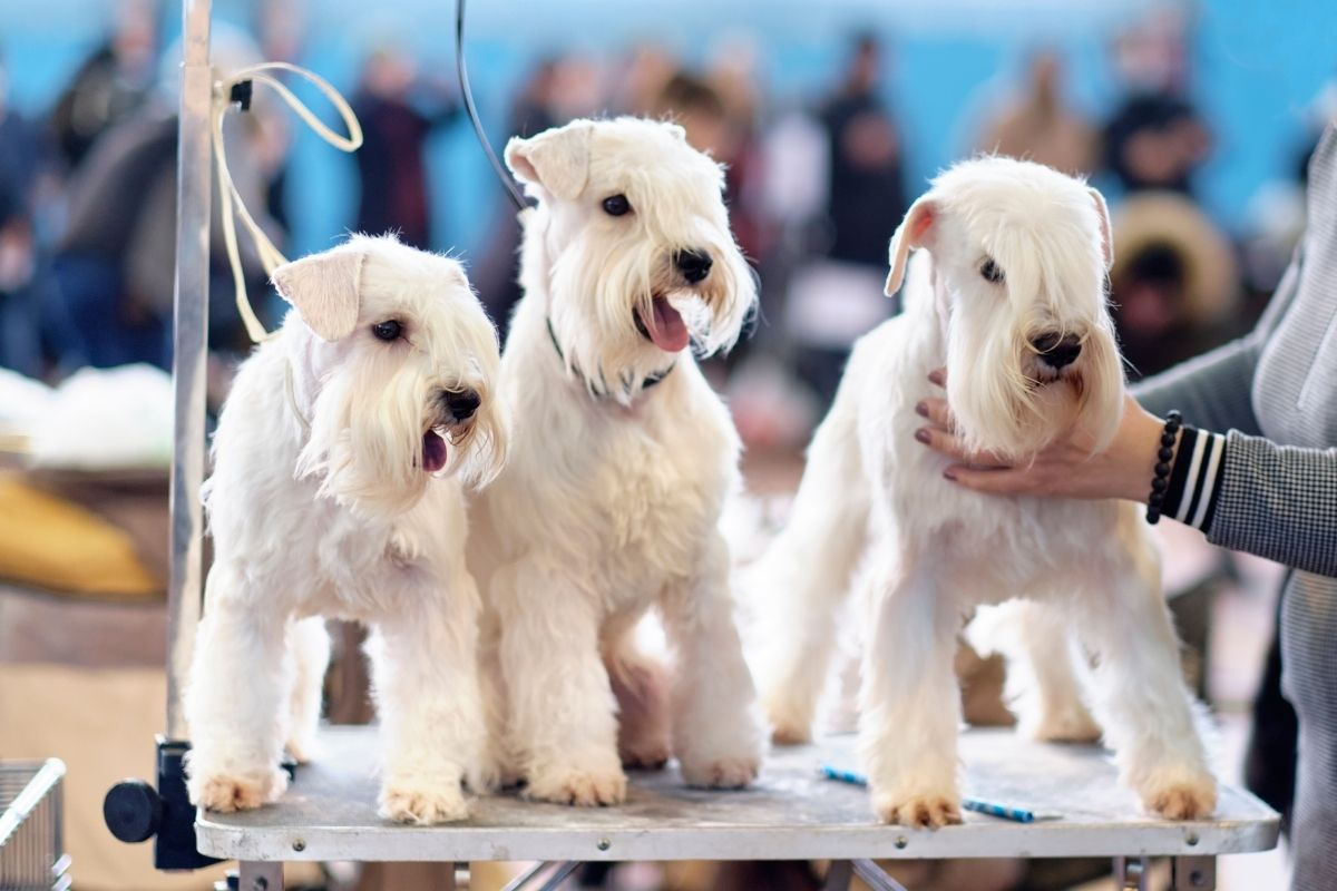 Wheaten Terrier dogs on the grooming