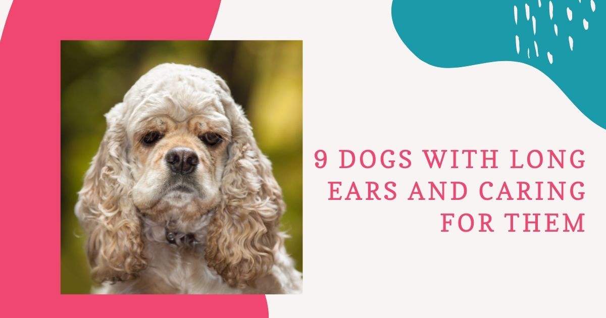 dogs with long ears