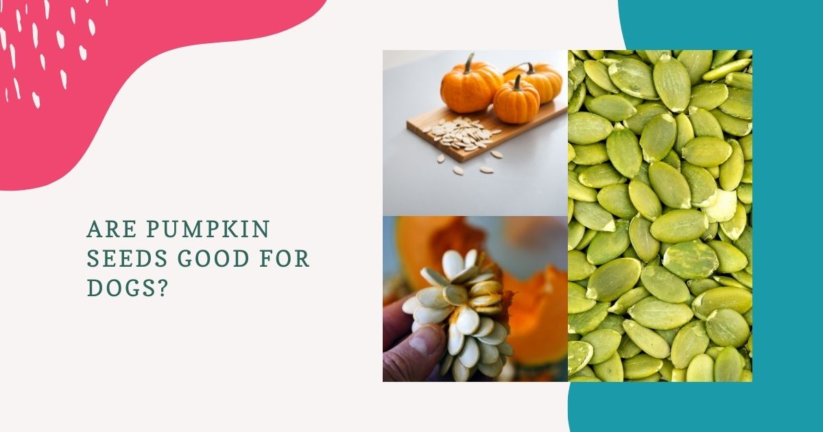 Are Pumpkin Seeds Good For Dogs?