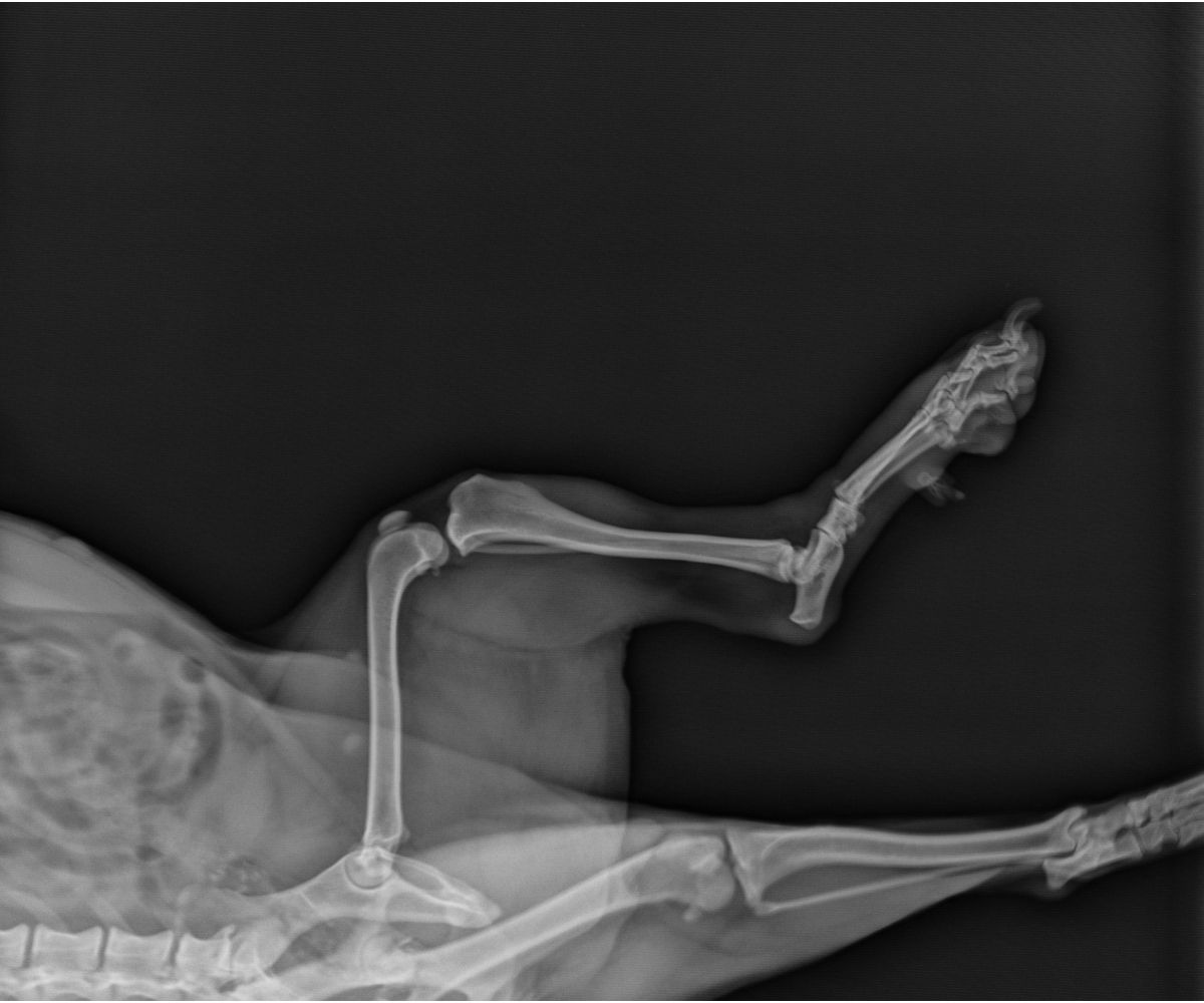 Dog X Ray Radiograph of a Dogs Knee 