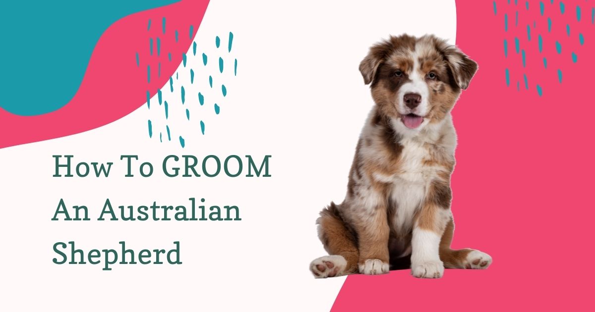 How To GROOM An Australian Shepherd