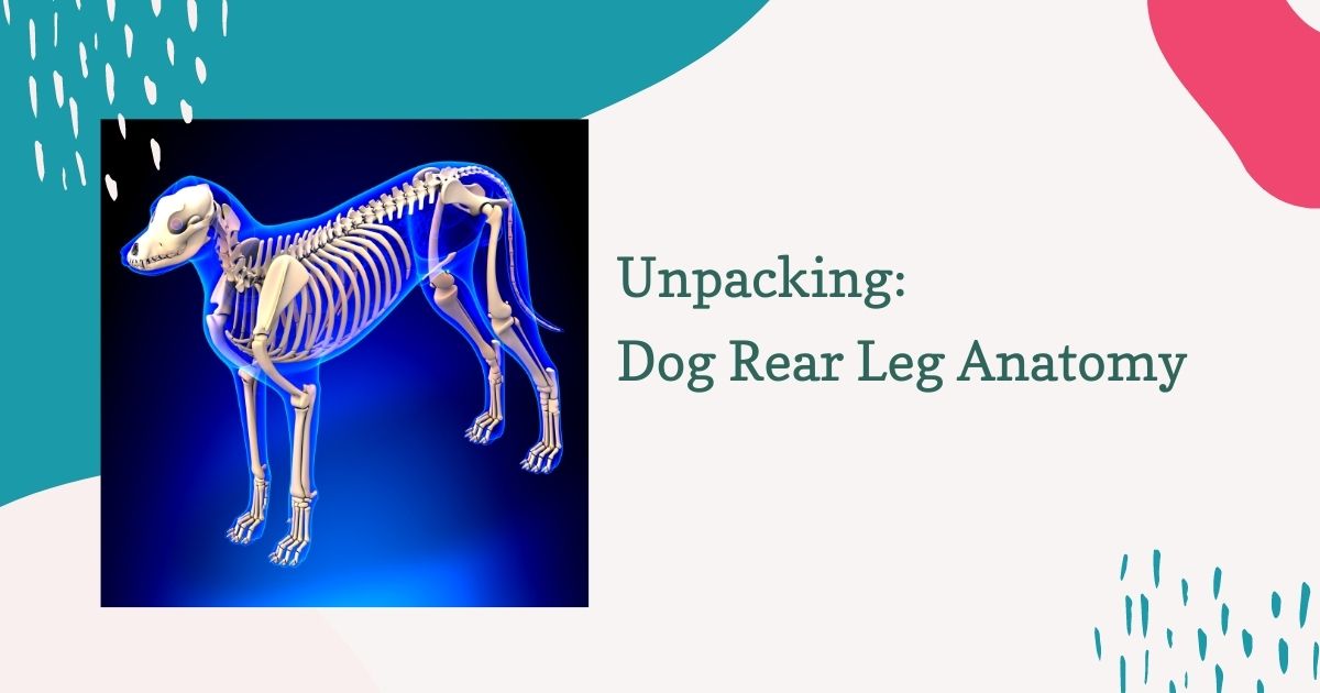 dog rear leg anatomy