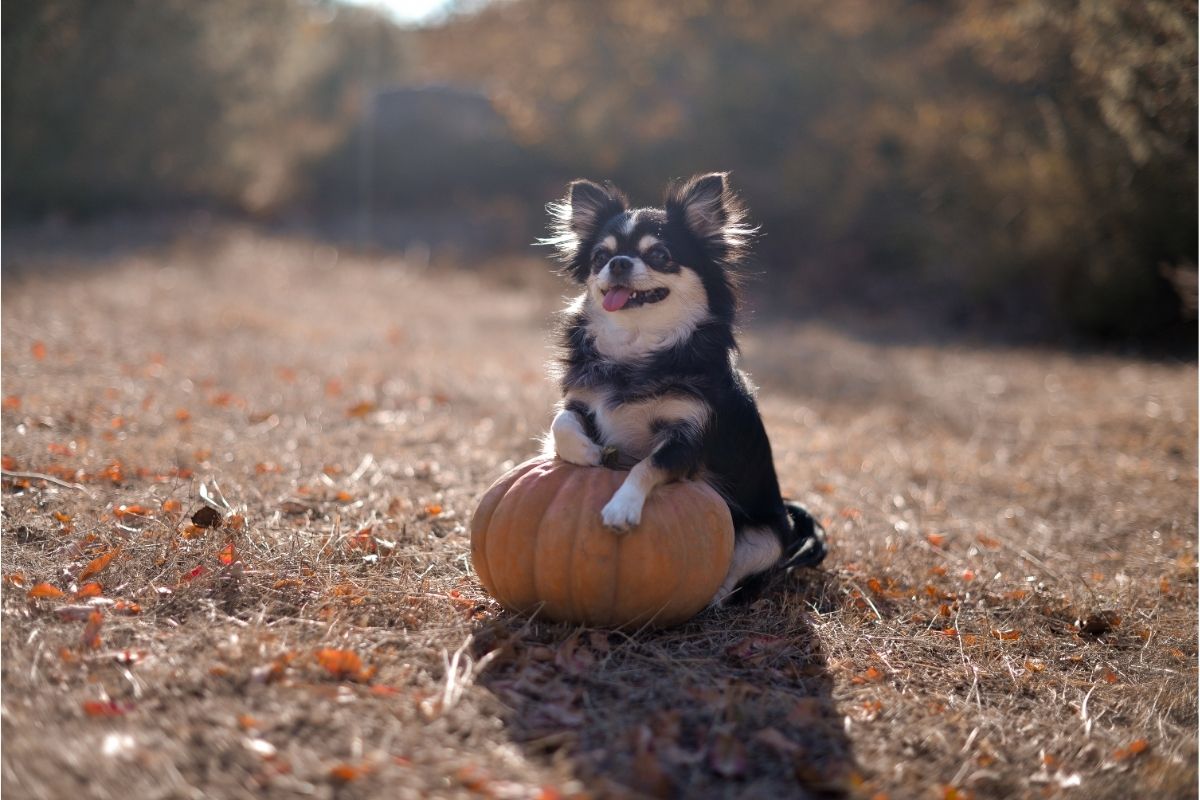 dog and pumpkin