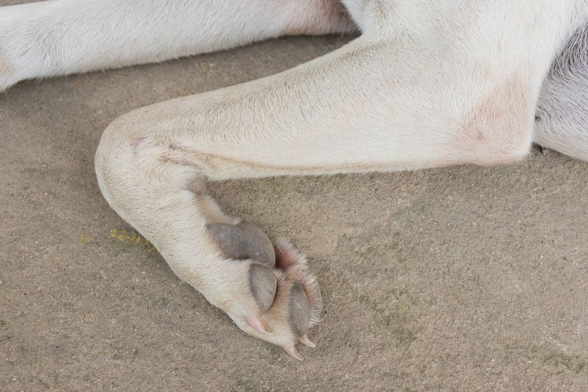 leg of puppy dog