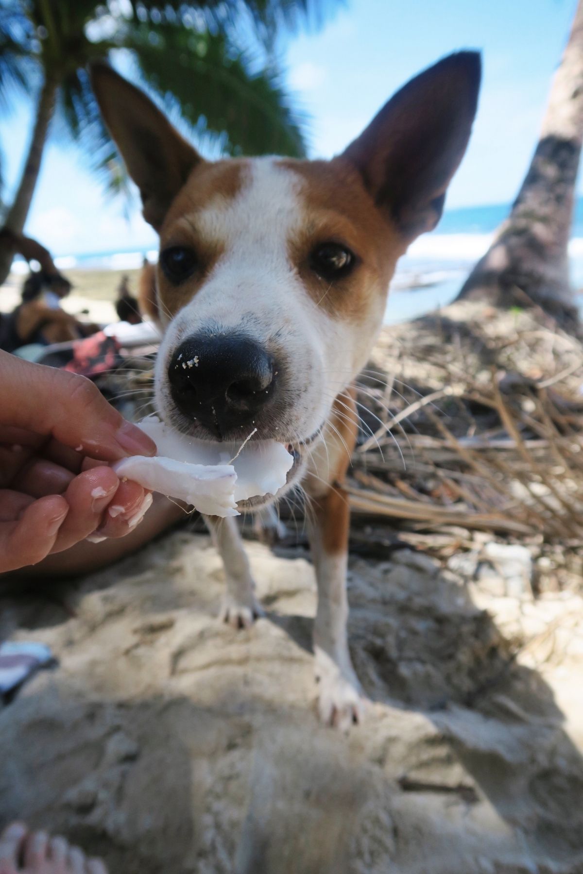 Cute dog eating coconut