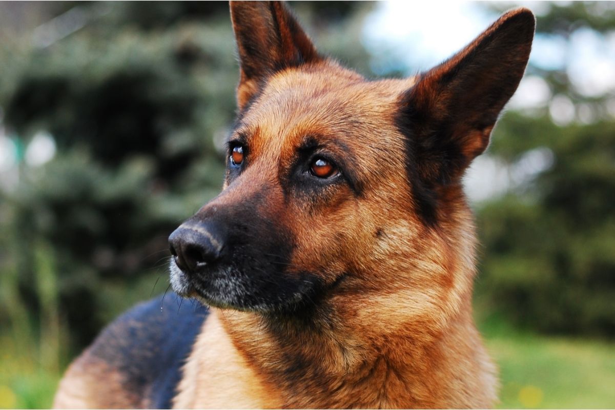 What is a Short-Haired German Shepherd? - Groomers' Land