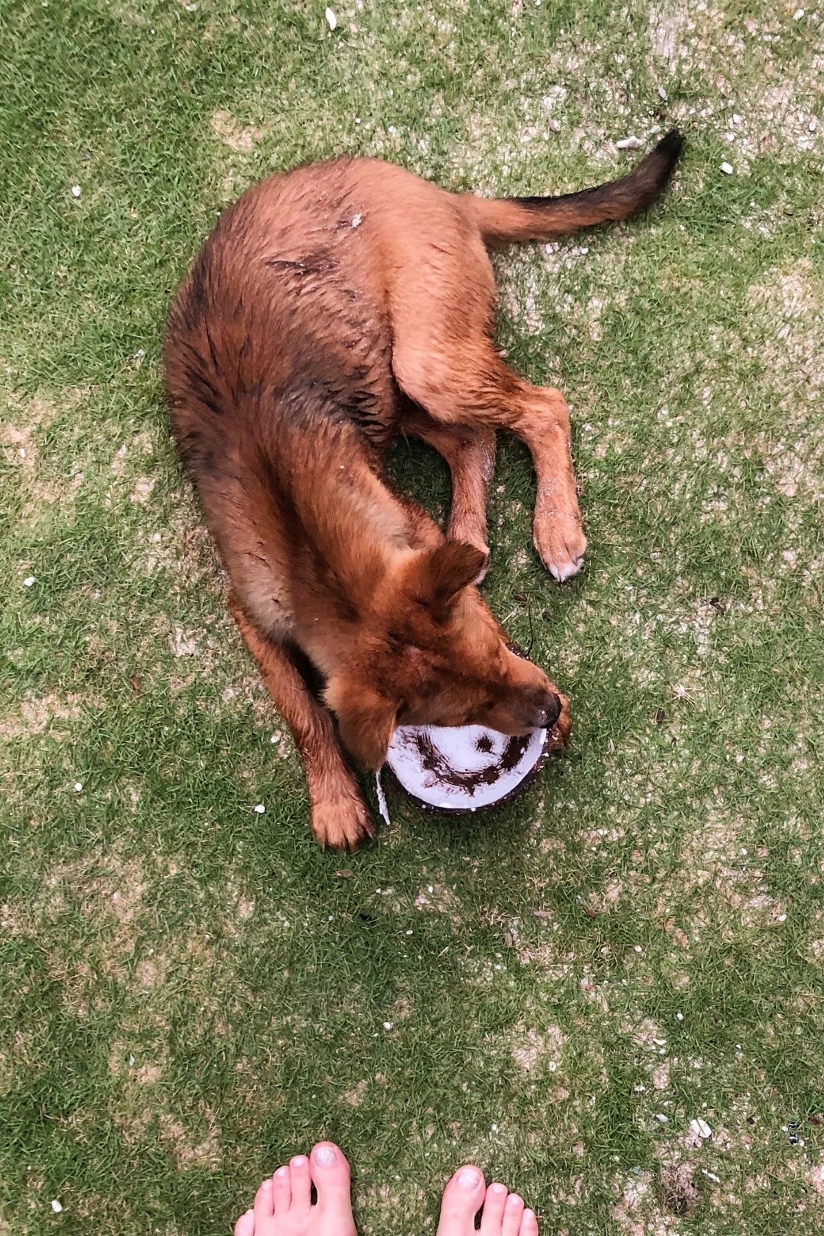 Indonesian dog eating coconut