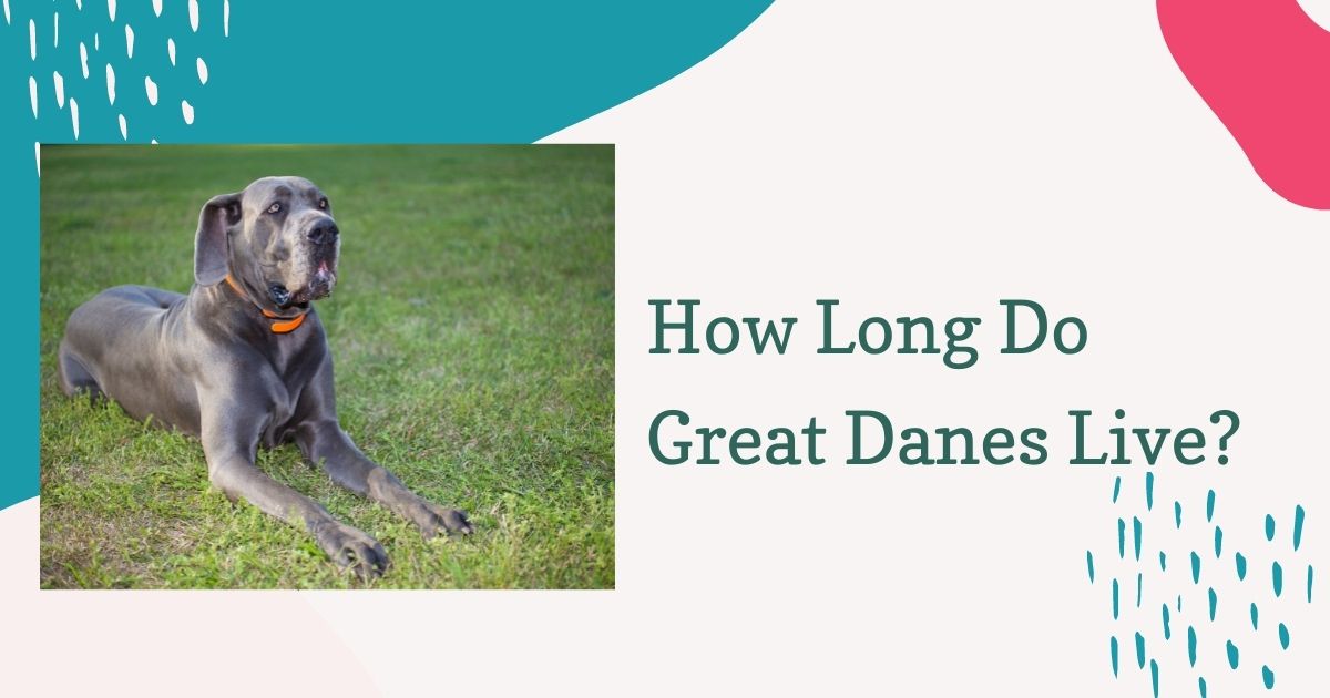 how long do great danes live