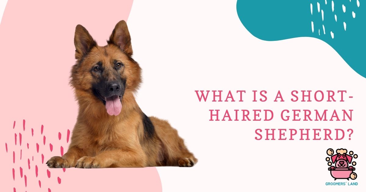 What is a Short-Haired German Shepherd? - Groomers' Land