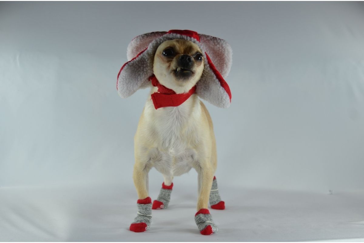 Dog with hat and socks