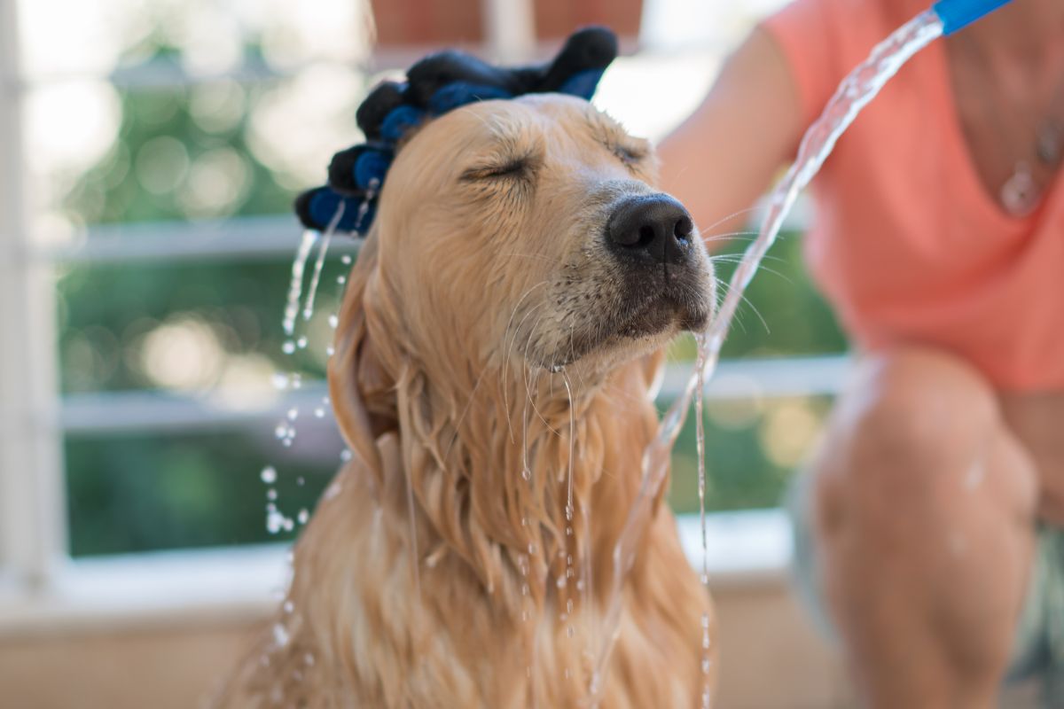 Golden Retriever dog bathing