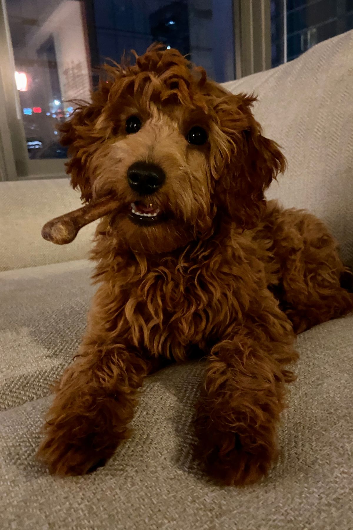 Goldendoodle with a bone