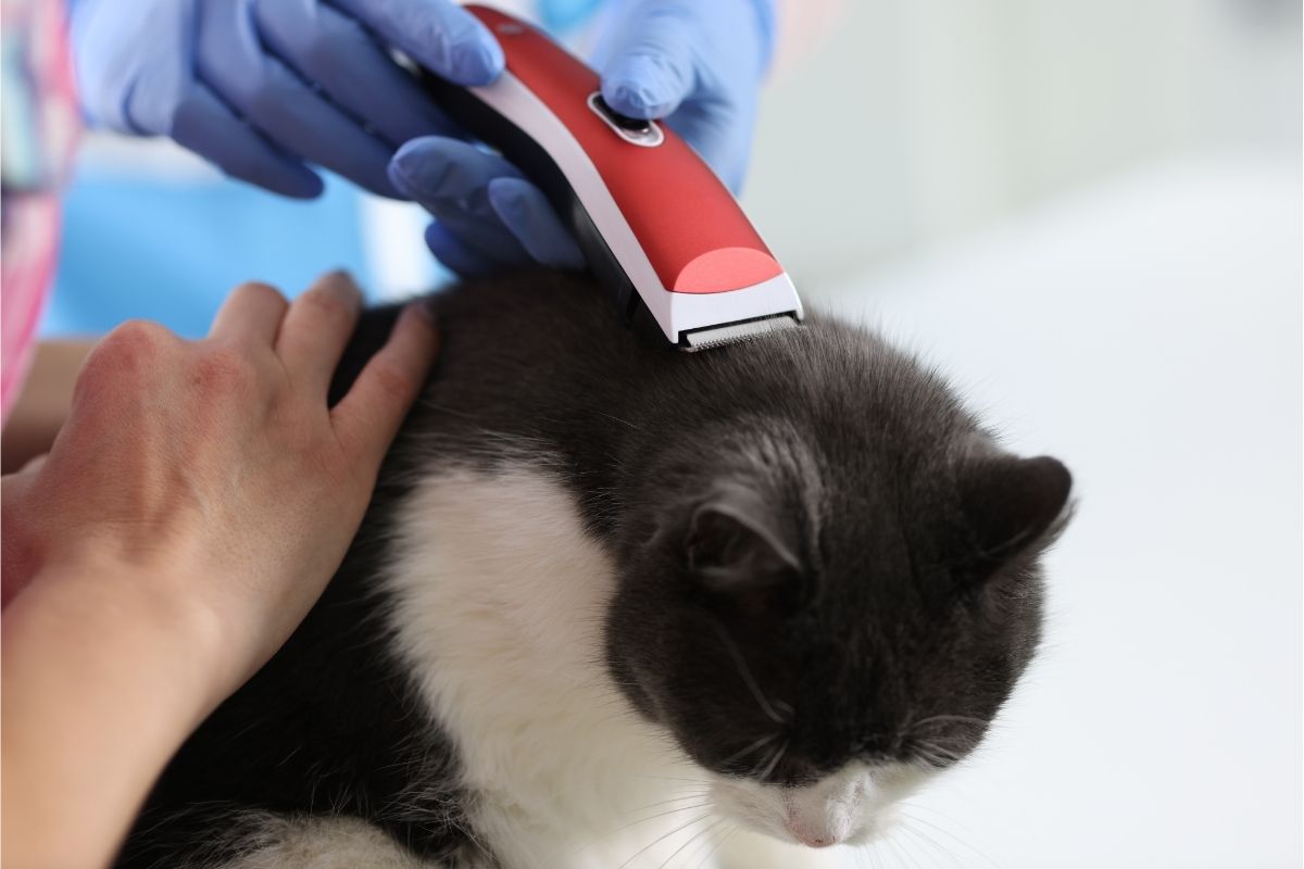 Groomer cuts the cat with an electric clipper
