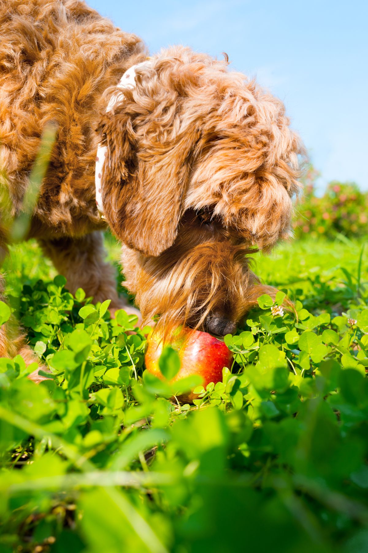 Miniature Goldendoodle Eating an Apple