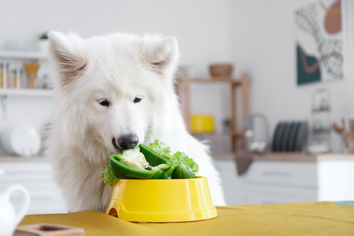 Samoyed Dog Eating Vegetables