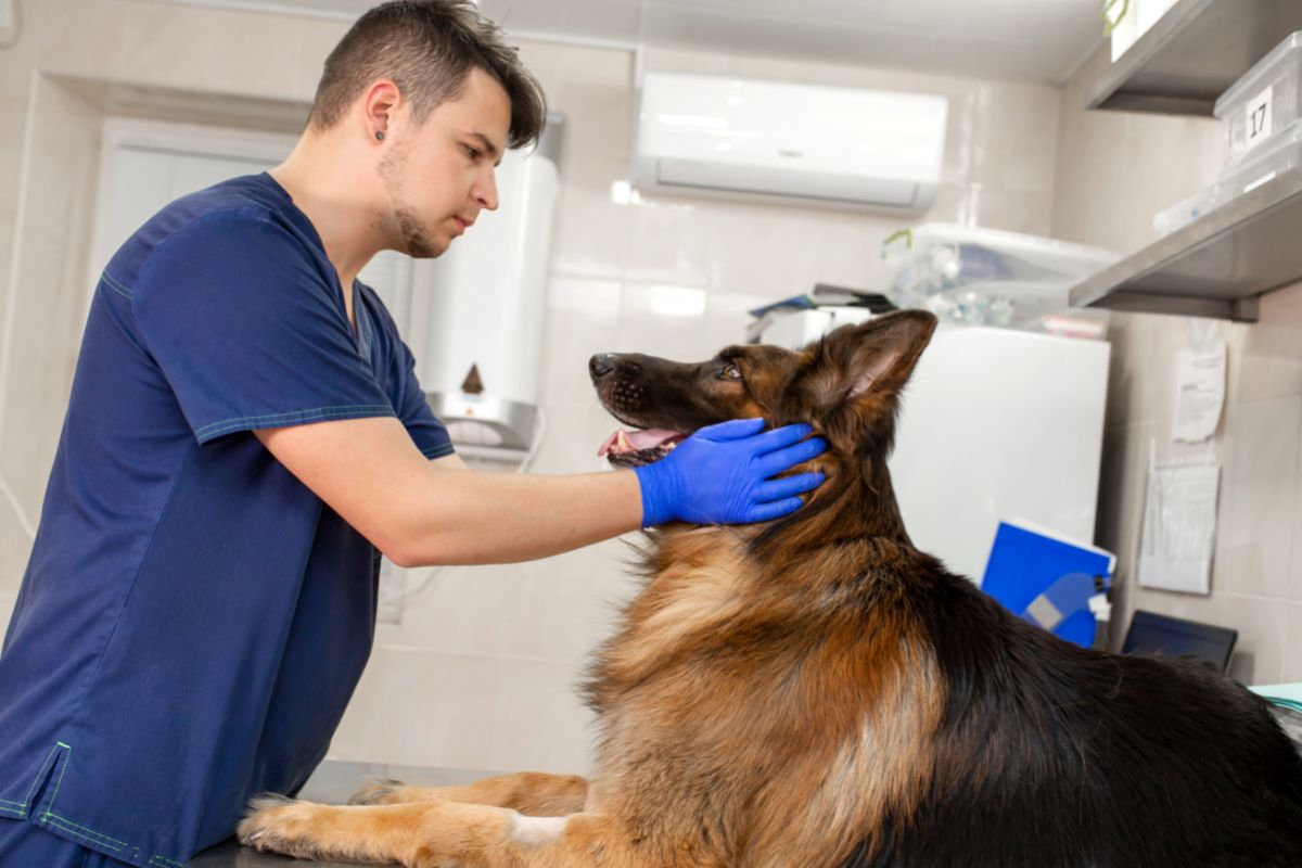 Vet at the Clinic with a Dog German Shepherd