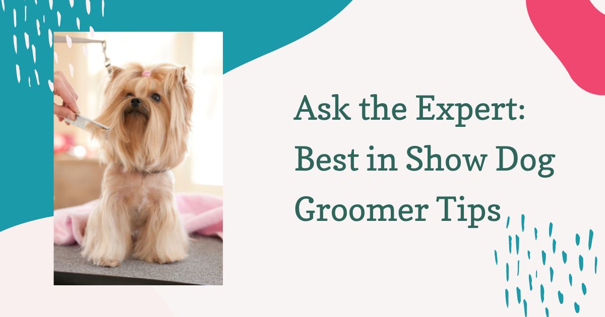 best in show dog groomer