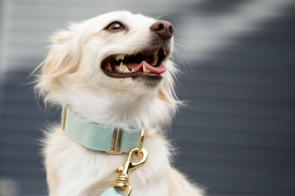 dog wearing collar
