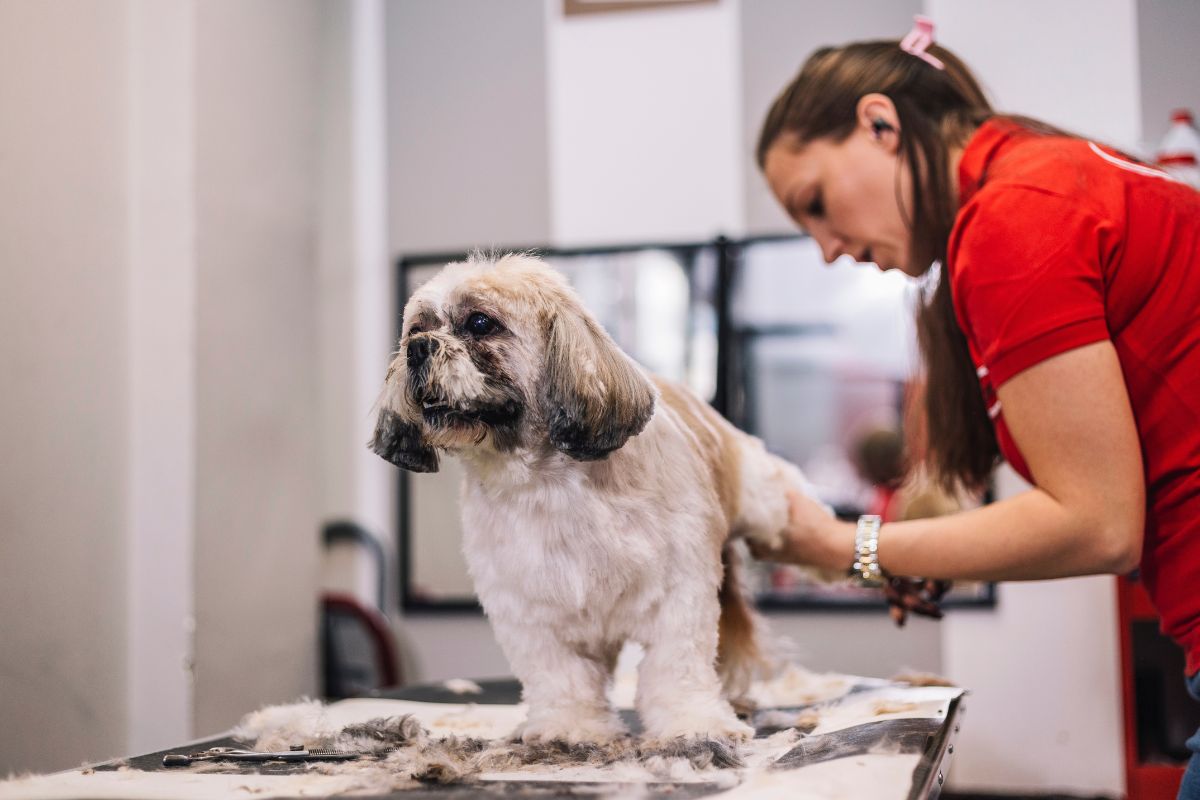 groomer in red with dog