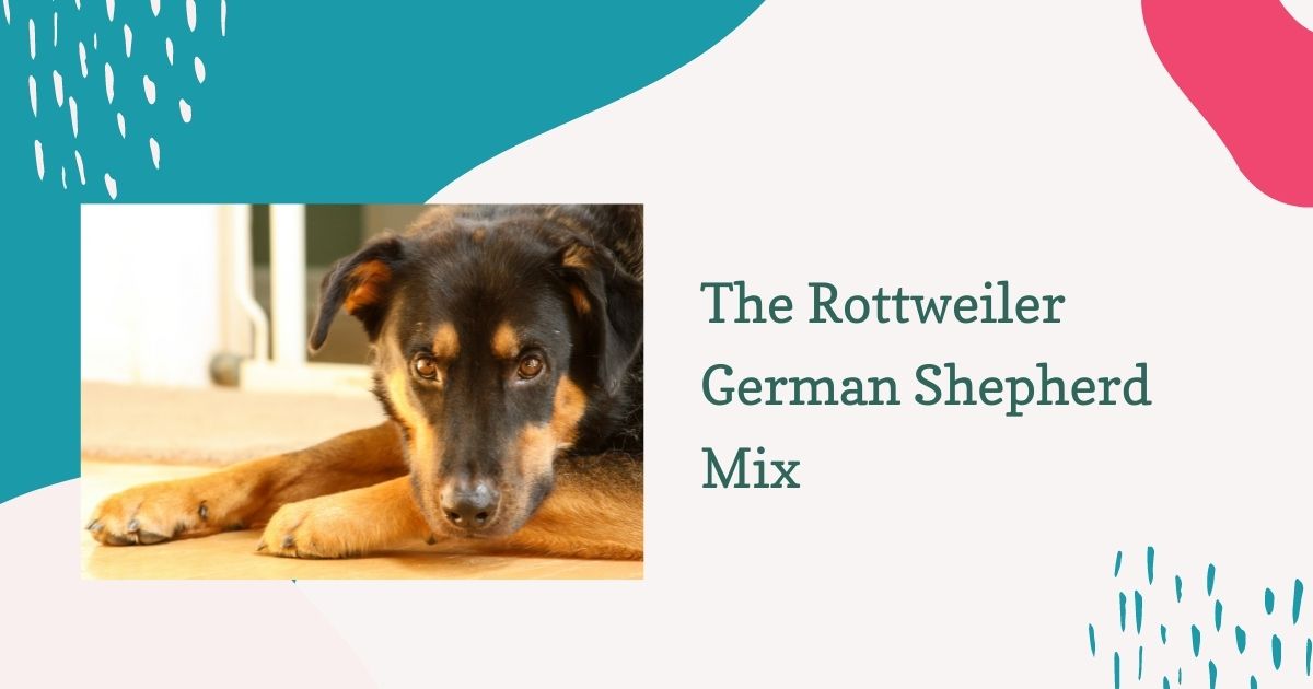 rottweiler german shepherd mix