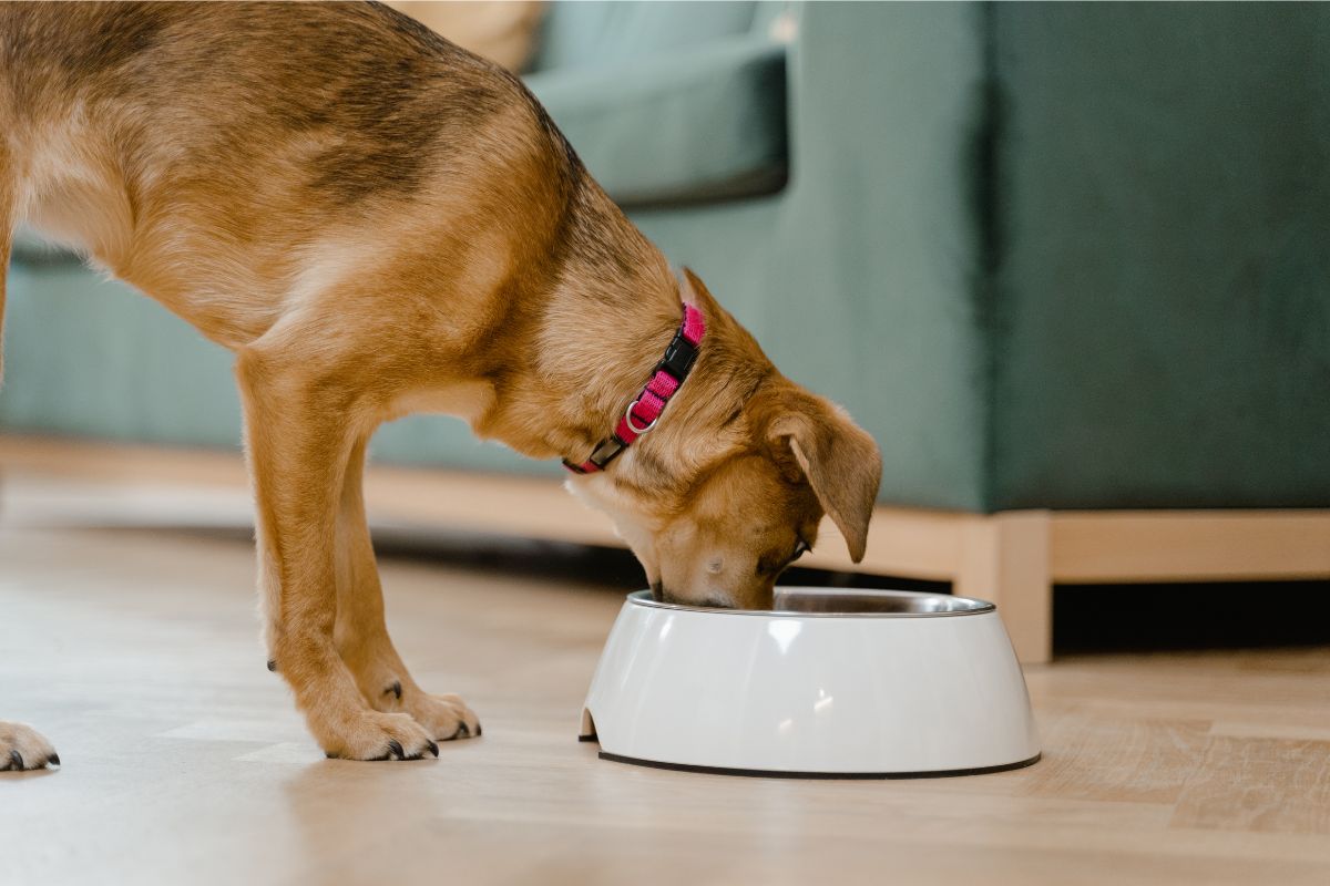 Dog eating food