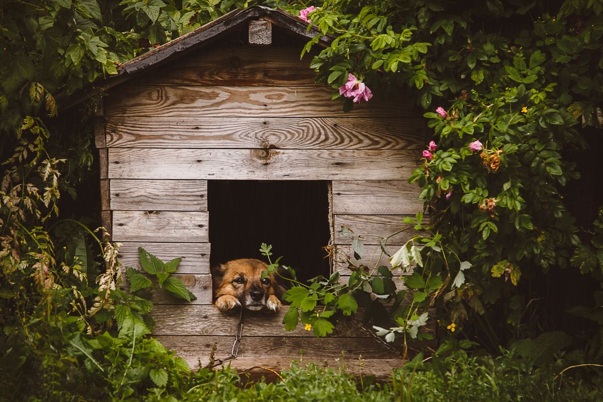 Dog in a wooden house 