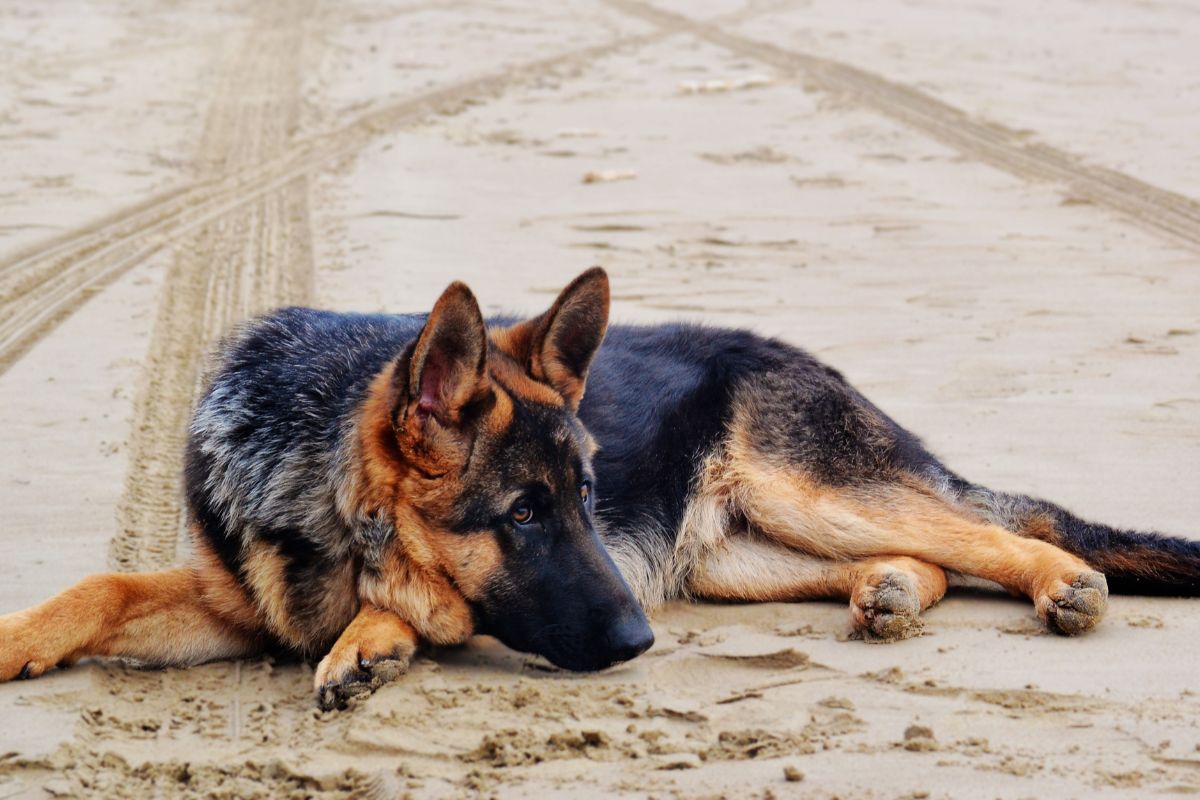German Shepherd on the sand
