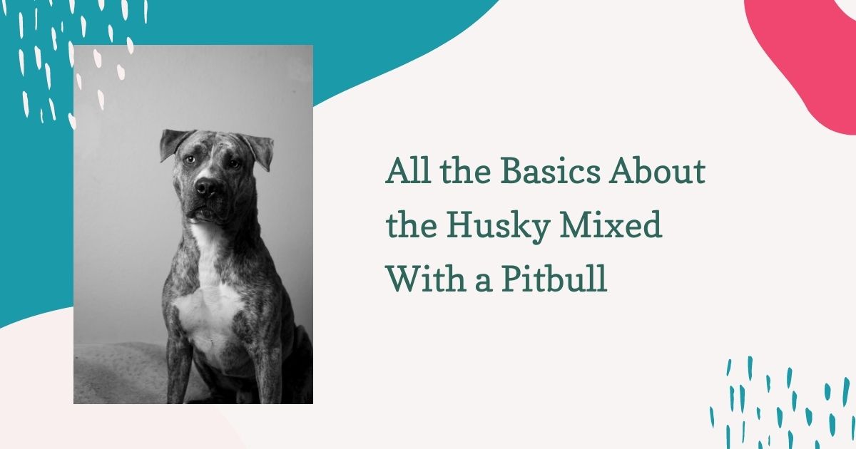 Husky Mixed With a Pitbull