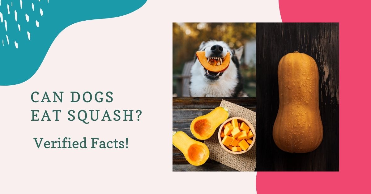 can dogs eat squash