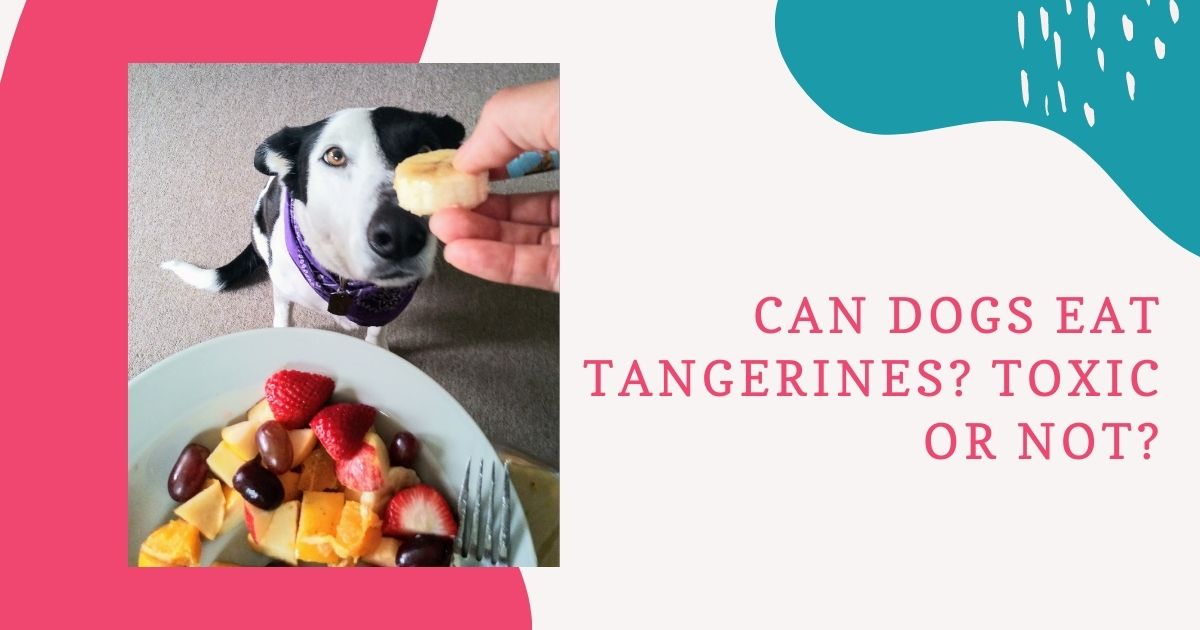 can dogs eat tangerines
