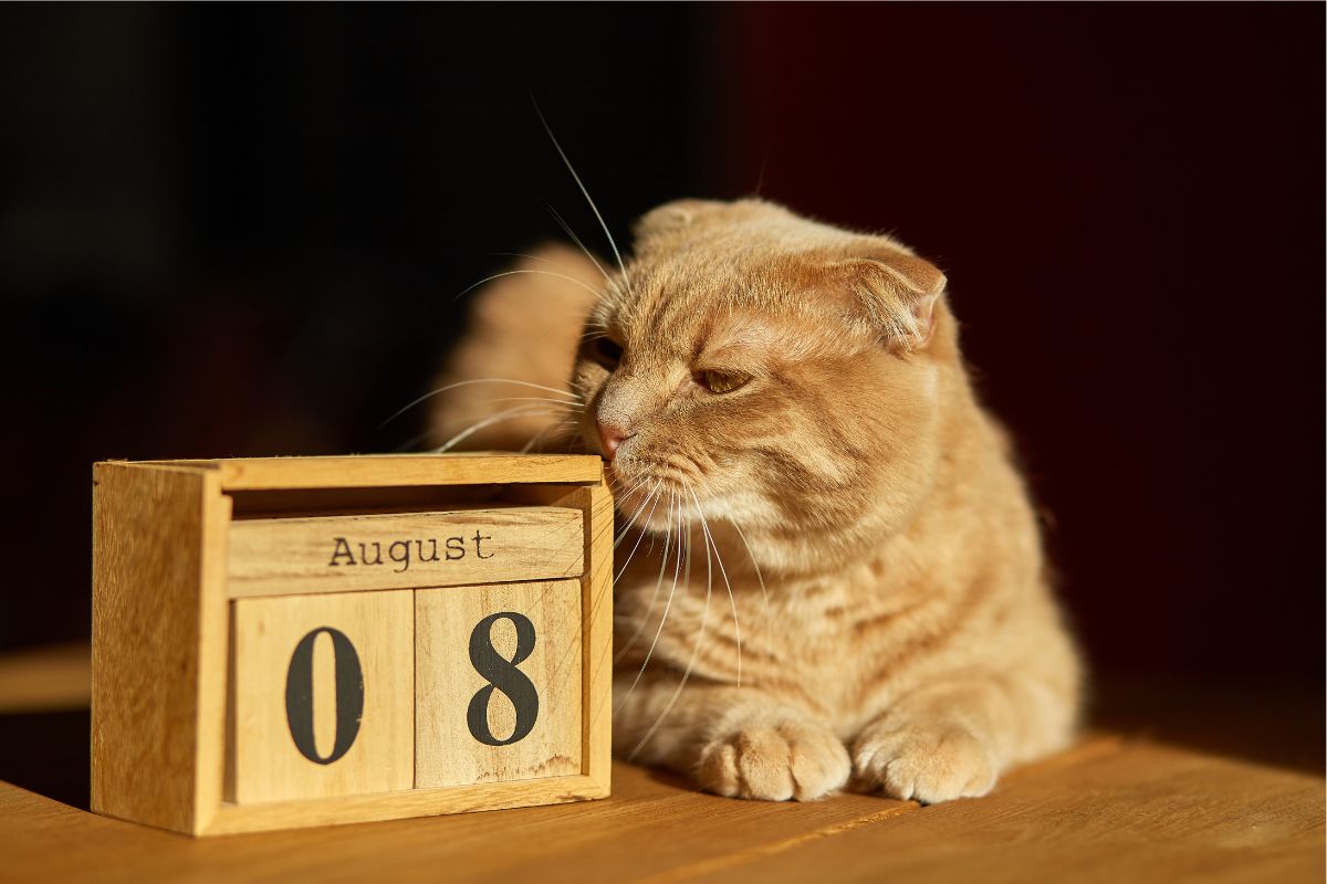 08 August-International cat day