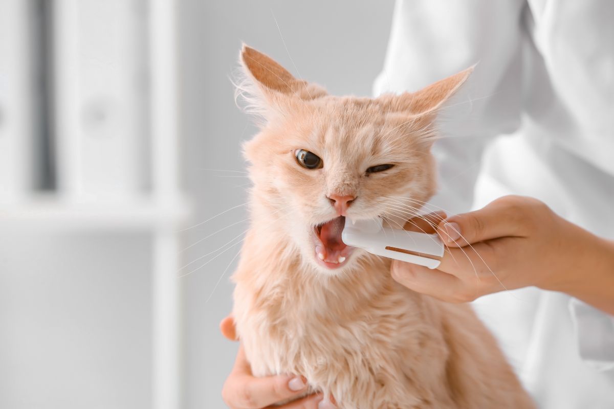 Brushing Teeth of a Cat